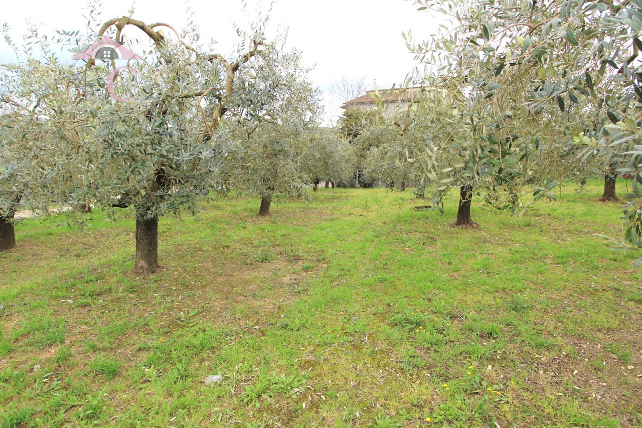 NARNI SCALO TERRENO RECINTATO CON ULIVI  4.png